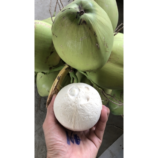 Dừa gọt Trọc 